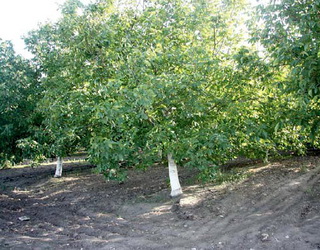 Загущений горіховий сад зменшує врожаї